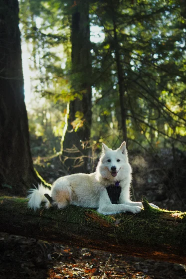 Arlo the dog lying on a mossy log in the forest